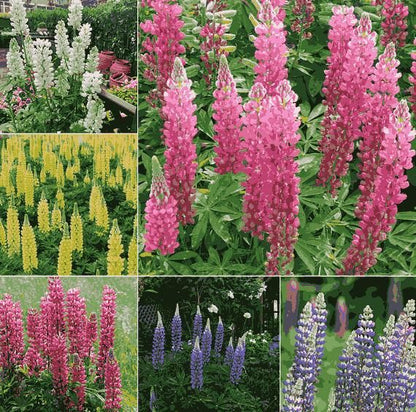 Lupine Blossoms – Premium Flower Seeds