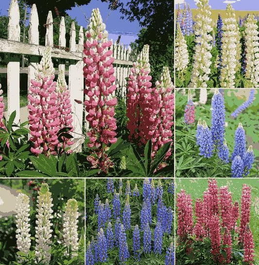 Lupine Blossoms – Premium Flower Seeds