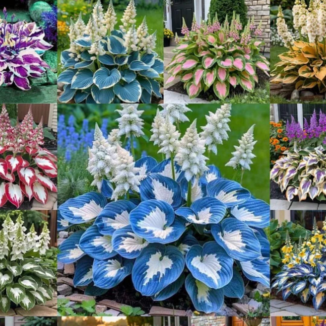 Shade-Tolerant & Cold-Hardy Hosta Flower Seeds 🌿