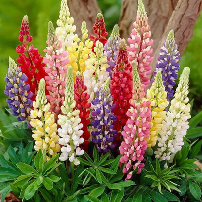Lupine Blossoms – Premium Flower Seeds