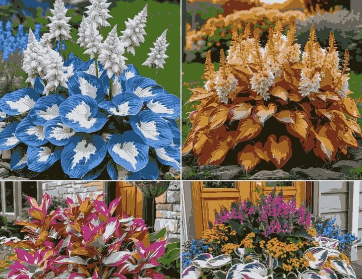 Shade-Tolerant & Cold-Hardy Hosta Flower Seeds 🌿