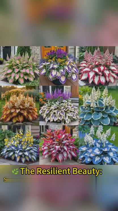 Shade-Tolerant & Cold-Hardy Hosta Flower Seeds 🌿